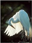 Egret