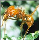 Leaf-cutter Ant J03-mushroom grower-closeup.jpg [1/1] (가위개미)