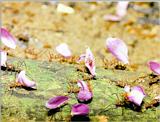 Leaf-cutter Ant J04 - workers delivering pink petals