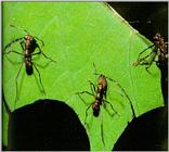 Leaf-cutter Ant J05-workers cutting leaf