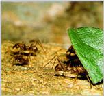 Leaf-cutter Ant J06-workers delivering leaf
