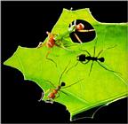 Leaf-cutter Ants J01-working on leaf.jpg [1/1] (가위개미)