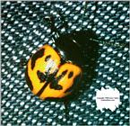 Chrysomelid 1 - ktatlow@xta.com.jpg