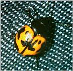 Chrysomelid 1 - ktatlow@xta.com.jpg