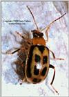 Chrysomelid 2 - ktatlow@xta.com.jpg
