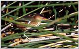 Least Bittern in the reeds