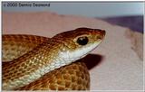 Madagascan blonde hognose