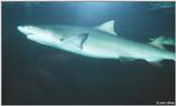 Shark