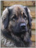Leonberger