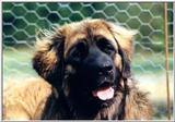 Posting dogs - leonberger4.jpg(1/1) 28361 bytes