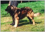 Posting dogs - leonberger5.jpg(1/1) 41885 bytes
