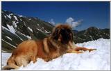Leonberger