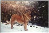 Leonberger