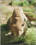 This cat definitely got the look - Leopard in Hannover Zoo