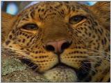 Vidcaps: Please heed WARNING! File 01 of 21 - Leopard01p.jpg 54kb (1/1)