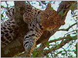 Vidcaps: Please heed WARNING! File 02 of 21 - Leopard02p.jpg 66kb (1/1)