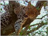 Vidcaps: Please heed WARNING! File 03 of 21 - Leopard03p.jpg 65kb (1/1)
