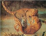 Leopards fighting