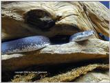 Plethora of Pythons 9 - Macklot's python / Liasis mackloti