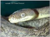 Plethora of Pythons 10 - Macklot's python / Liasis mackloti