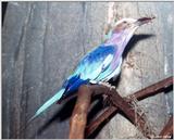 Lilac-breasted Roller