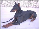 RE: Dog Pics/Dobermans