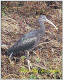 Trip to Wakohadatchee Wetlands [4/7] - Limpkin.jpg (1/1)