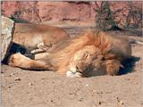 Re: Anyone got any pictures African lions?