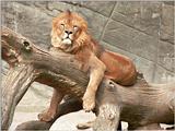 Please pardon yesterday's scratchy Lion scan - here's the revised version in 1024x768