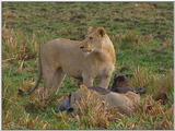 Vidcaps: Please heed WARNING! File 04 of 21 - Lion01p.jpg 66kb (1/1)