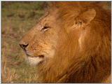 Vidcaps: Please heed WARNING! File 05 of 21 - Lion02p.jpg 51kb (1/1)