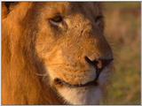 Vidcaps: Please heed WARNING! File 06 of 21 - Lion03p.jpg 50kb (1/1)