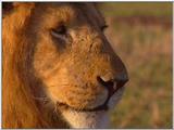 Vidcaps: Please heed WARNING! File 07 of 21 - Lion04p.jpg 48kb (1/1)