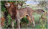 Lion Vidcaps - File 05 of 51 - LionMarking02ps.jpg 70kb (1/1)