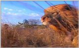 Lion Vidcaps - File 07 of 51 - LionOnTheRun01ps.jpg 46kb (1/1)