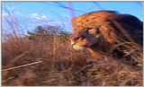 Lion Vidcaps - File 08 of 51 - LionOnTheRun02ps.jpg 45kb (1/1)
