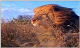 Lion Vidcaps - File 09 of 51 - LionOnTheRun03ps.jpg 46kb (1/1)