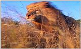Lion Vidcaps - File 10 of 51 - LionOnTheRun04ps.jpg 47kb (1/1)