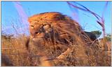 Lion Vidcaps - File 11 of 51 - LionOnTheRun05ps.jpg 43kb (1/1)
