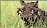 Lion Vidcaps - File 13 of 51 - LionPrey02ps.jpg 50kb (1/1)
