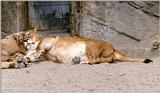 More Hagenbeck Zoo - No Tiger this time but the Queen of Beasts