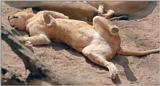 Lioness in Hannover Zoo - sorry for no tail - I just had to take the pic