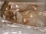 Reposts in 1024x768 wallpaper size - sleeping Lioness in Wilhelma Zoo