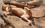 For Raja (and everyone else here) - Hannover Zoo kitty, wrong side up :-)