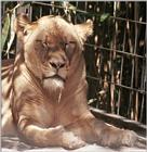 Vegetables day in Wilhelma Zoo? Lioness having a strange snack