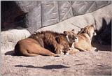 Hagenbeck zoo continued - the lion group in their favourite ... well ... activity :-)
