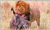Lion Vidcaps - File 15 of 51 - LionsFeeding01ps.jpg 54kb (1/1)