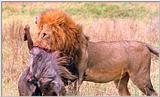 Lion Vidcaps - File 16 of 51 - LionsFeeding02ps.jpg 49kb (1/1)
