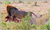 Lion Vidcaps - File 17 of 51 - LionsFeeding03ps.jpg 59kb (1/1)
