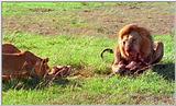 Lion Vidcaps - File 18 of 51 - LionsFeeding04ps.jpg 67kb (1/1)